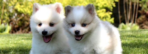 Американський ескімоський шпіц